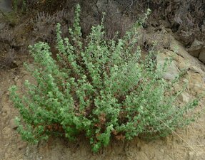 Marrubium vulgare Plant